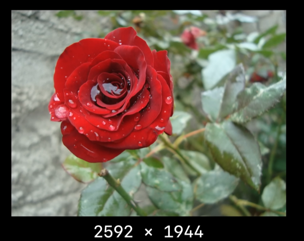 sample_image_jpeg.png